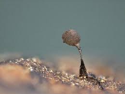 Attēlu rezultāti vaicājumam “Paradiacheopsis rigida macro”