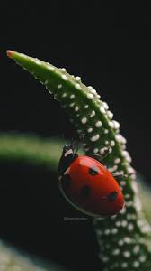 Attēlu rezultāti vaicājumam “Adalia bipunctata imago”