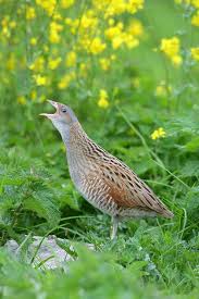 Attēlu rezultāti vaicājumam “Crex crex eggs”