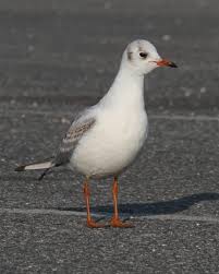 Attēlu rezultāti vaicājumam “Larus ridibundus juvenile”