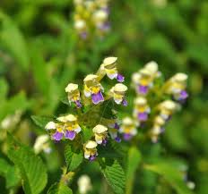 Attēlu rezultāti vaicājumam “Galeopsis speciosa leaf”