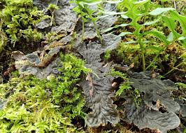 Attēlu rezultāti vaicājumam “Peltigera canina”