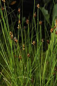 Attēlu rezultāti vaicājumam “Carex chordorrhiza”