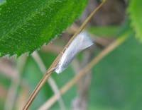 Attēlu rezultāti vaicājumam “Elachista argentella”