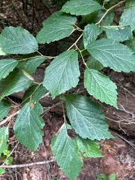 Attēlu rezultāti vaicājumam “Hamamelis vernalis leaf”