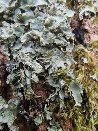 Attēlu rezultāti vaicājumam “Thelopsis rubella”