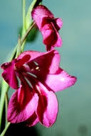 Attēlu rezultāti vaicājumam “Gladiolus imbricatus”
