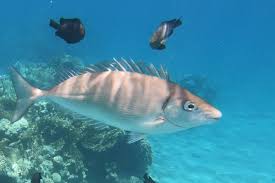 Image result for Siganus rivulatus