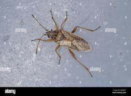 Attēlu rezultāti vaicājumam “Lygaeidae”