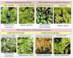 Attēlu rezultāti vaicājumam “Pseudobryum cinclidioides cells”