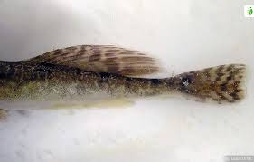 Image result for Myoxocephalus quadricornis