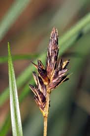 Attēlu rezultāti vaicājumam “Carex montana”