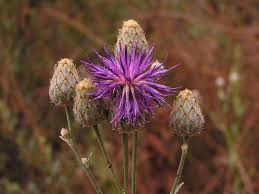 Attēlu rezultāti vaicājumam “Centaurea scabiosa bud”