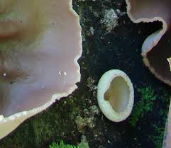 Attēlu rezultāti vaicājumam “Peziza repanda”