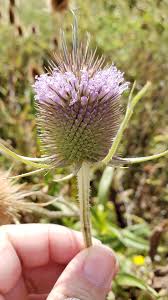 Image result for Dipsacus silvestris