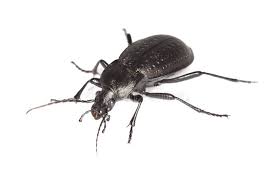 Attēlu rezultāti vaicājumam “Carabus hortensis”