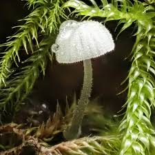 Attēlu rezultāti vaicājumam “Mycena belliarum”