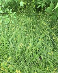 Attēlu rezultāti vaicājumam “Carex spicata”