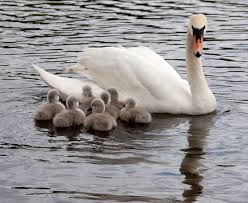 Attēlu rezultāti vaicājumam “Cygnus olor adult”