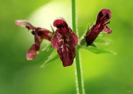Attēlu rezultāti vaicājumam “Stachys sylvatica flower”