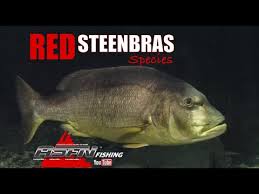 Image result for Petrus rupestris