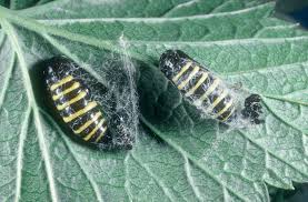 Attēlu rezultāti vaicājumam “Abraxas grossulariata larva”