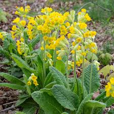 Attēlu rezultāti vaicājumam “Primula”