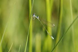 Attēlu rezultāti vaicājumam “Nehalennia speciosa”