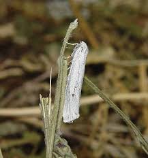 Attēlu rezultāti vaicājumam “Coscinia cribraria imago”