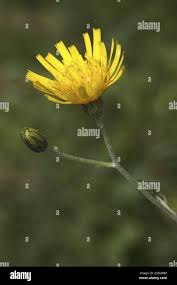 Attēlu rezultāti vaicājumam “Hieracium murorum bud”