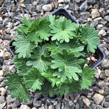 Attēlu rezultāti vaicājumam “Geranium sanguineum leaf”