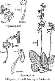 Attēlu rezultāti vaicājumam “Pyrola minor flower”