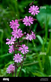Image result for Silene dioica