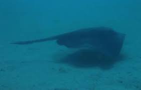 Image result for Bathytoshia brevicaudata