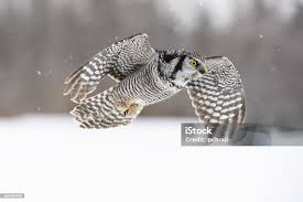 Image result for Surnia ulula