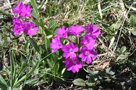 Image result for "Primula pedemontana"