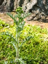 Attēlu rezultāti vaicājumam “Senecio vernalis bud”