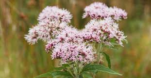 Attēlu rezultāti vaicājumam “Valeriana officinalis fruit”