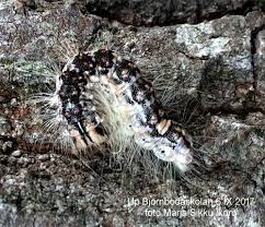 Attēlu rezultāti vaicājumam “Acronicta megacephala”