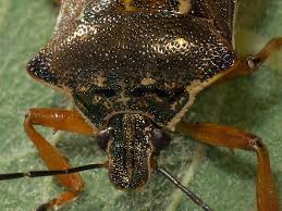 Attēlu rezultāti vaicājumam “Pinthaeus sanguinipes”