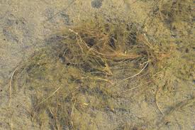 Attēlu rezultāti vaicājumam “Stuckenia filiformis”