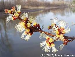 Attēlu rezultāti vaicājumam “Acer saccharinum flower”
