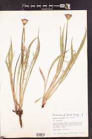 Image result for Agoseris major