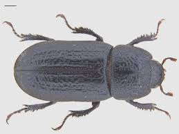 Attēlu rezultāti vaicājumam “Sinodendron cylindricum female”