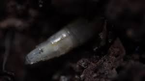 Attēlu rezultāti vaicājumam “Therevidae larva”