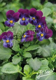 Image result for Viola cornuta
