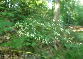 Attēlu rezultāti vaicājumam “Festuca altissima flower”