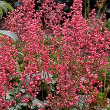 Image result for Heuchera `Swirling Fantasy`