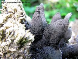 Attēlu rezultāti vaicājumam “Xylaria polymorpha”