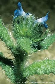 Attēlu rezultāti vaicājumam “Anchusa arvensis flower”